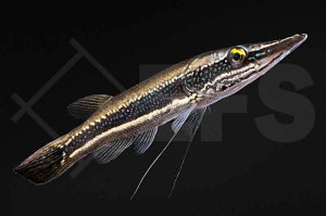 Diamant Hechtkopf (Luciocephalus aura)