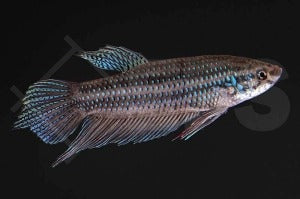 Schlanker Riesenkampffisch (Betta unimaculata)