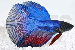 Halbmond-Kampffisch männlich "PREMIUMSELECTION" (Betta splendens)