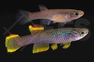 Gelber Gabun-Prachtkärpfling (Aphyosemion gabunense marginatum)