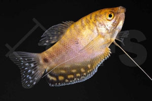 Gepunkteter Fadenfisch "rot-gold (Trichogaster trichopterus)