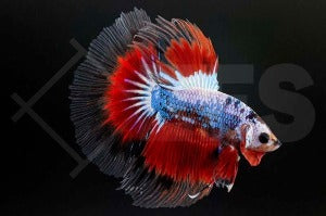 Halbmond-Kampffisch männlich "High Quality" (Betta splendens)
