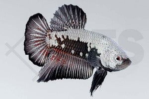 Plakat-Kampffisch männlich "samurai" (Betta splendens)