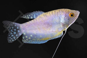 Gepunkteter Fadenfisch "lavendel" (Trichogaster trichopterus)