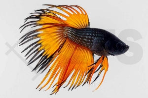 Kronenkampffisch männlich "High Quality" (Betta splendens)