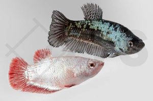 Kampffisch weiblich "DE LUXE" (Betta splendens)