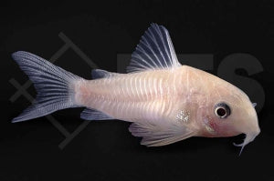 Panda Panzerwels "snow white" (Corydoras panda)