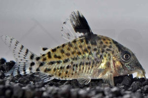 Silberstreifen Panzerwels (Corydoras agassizii)