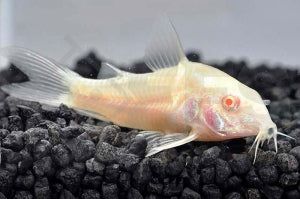 Metall Panzerwels "albino" (Corydoras aeneus)