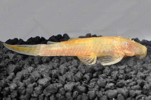 Antennenwels "gold" (Ancistrus spec.)