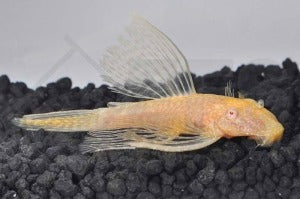 Schleierantennenwels "gold" (Ancistrus spec.)