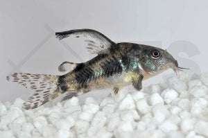 Marmorierter Panzerwels "long fin" (Corydoras paleatus)