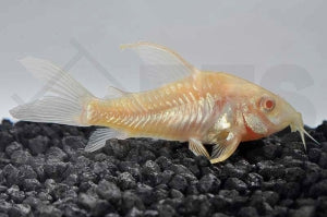 Marmorierter Panzerwels "long fin albino" (Corydoras paleatus)