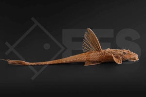 Roter Hexenwels (Rineloricaria spec.)
