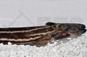 Falscher Streifendornwels (Trachelyopterus taeniatus)