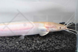 Froschwels "gold" (Clarias batrachus)