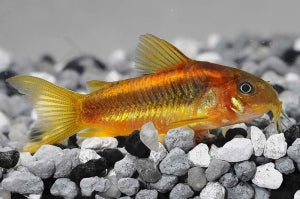 Metall Panzerwels "golden stripe" (Corydoras aeneus)