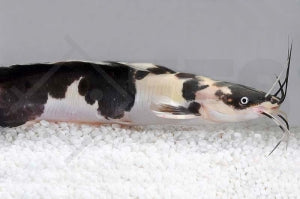 Froschwels "marmor" (Clarias batrachus)
