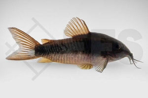 Venezuela-Panzerwels "black" (Corydoras venezuelanus "black")