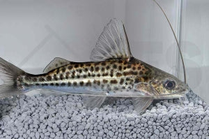 Weißstreifen-Antennenwels (Pimelodus albofasciatus)