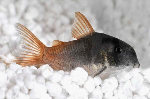 Einfarbiger Panzerwels (Corydoras concolor)