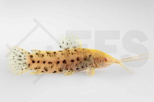 Gemalter Schwielenwels "albino" (Hoplosternum thoracatum)