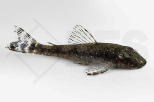 Weißpunkt Ohrgitterharnischwels (Parotocinclus haroldoi)