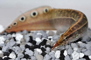 Augenfleckstachelaal "red fin" (Macrognathus aculeatus)