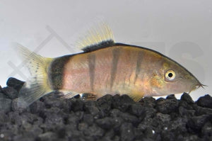 Tigerprachtschmerle (Botia hymenophysa)
