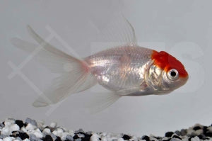 Schleierschwanz "Rotkopf" (Carassius auratus)