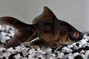 Schleierschwanz "schwarz" (Carassius auratus)