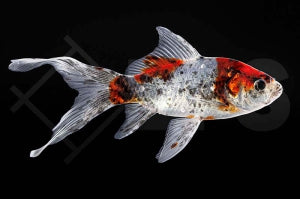 Shubunkin "bunt" (Carassius auratus)