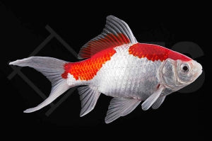 Sarassa "rot-weiß" (Carassius auratus)