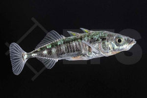 Stichling (Gasterosteus aculeatus)