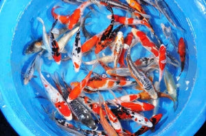 Koi A Top-Mix (Cyprinus carpio)