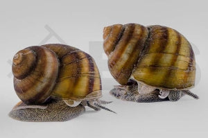 Sumpfdeckelschnecke (Viviparus viviparus)