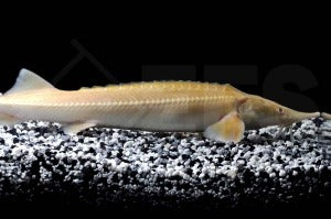 Sterlet "albino" (Acipenser ruthenus)