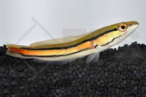 Goldlinienschlangenkopf (Channa micropeltes)