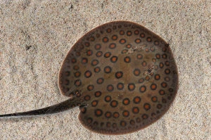 Pfauenaugen-Stechrochen (Potamotrygon motoro)