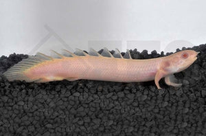 Senegal-Flösselhecht "albino" (Polypterus senegalus)