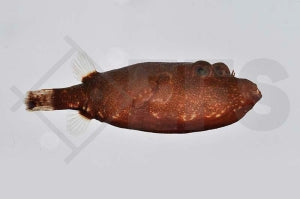 Brauner Kofferkugelfisch "rot" (Tetraodon miurus)