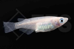 Medaka "galaxy" (Oryzias latipes)