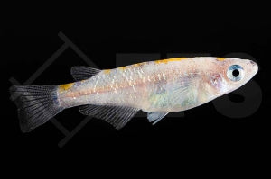 Medaka "orange sparkled" (Oryzias latipes)