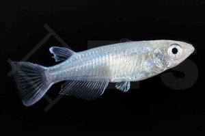 Medaka "ice blue" (Oryzias latipes)