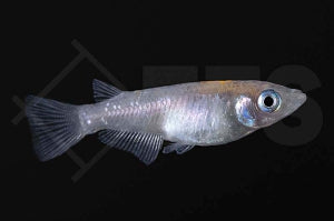 Medaka "sparkled blue" (Oryzias latipes)