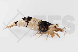 Bienengarnele "schwarz/weiß" (Caridina logemanni)
