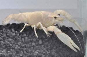Zierhummer "weiß" (Procambarus clarkii)