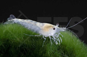 Weißperlen-Garnele (Neocaridina palmata white pearl)