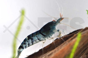 Blaue Tigergarnele (Caridina cf. cantonensis)