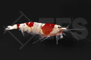 Bienengarnele "Crystal red" (Caridina logemanni)